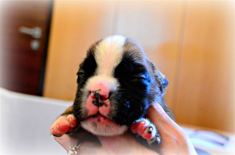 Flash, 11 days